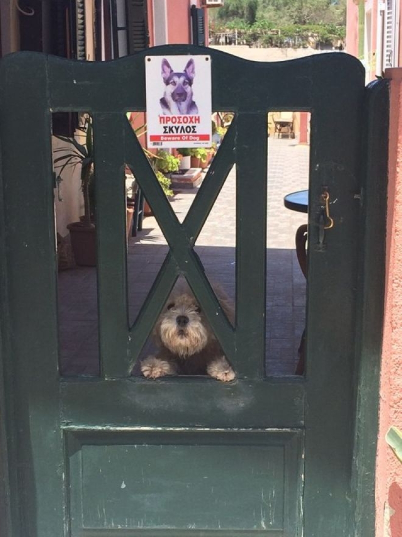 22 porciones de bondad y dulzura que se esconden detrás de los signos de"perro malvado" 22 porciones de bondad y dulzura que se esconden detrás de los signos de"perro malvado"