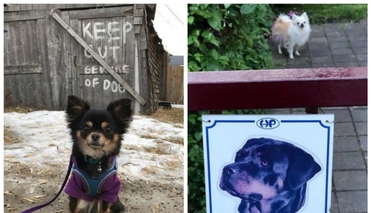 22 portions of kindness and sweetness that are hidden behind the "evil dog"signs 22 portions of kindness and sweetness that are hidden behind the "evil dog"signs