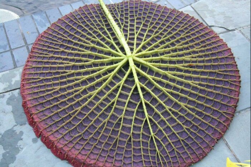 22 proofs that nature is the most talented artist 22 proofs that nature is the most talented artist