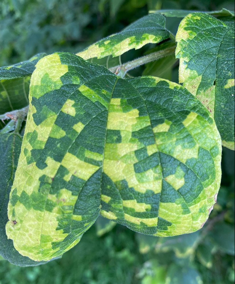 22 proofs that nature is the most talented artist 22 proofs that nature is the most talented artist