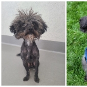22 soul-warming photos of animals before and after they found their home 22 soul-warming photos of animals before and after they found their home