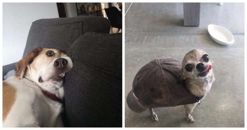 22 strange and funny photos with dogs 22 strange and funny photos with dogs