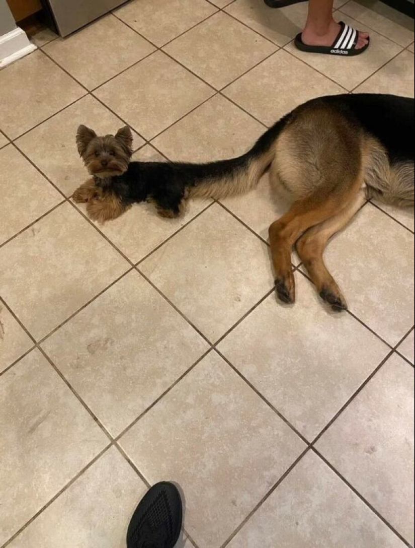 22 strange and funny photos with dogs 22 strange and funny photos with dogs