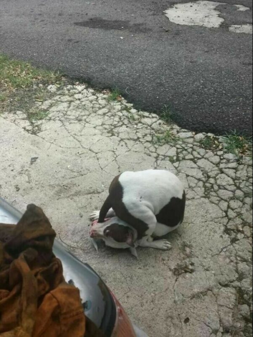 22 strange and funny photos with dogs 22 strange and funny photos with dogs
