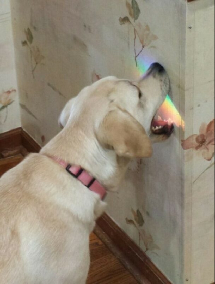 22 strange and funny photos with dogs 22 strange and funny photos with dogs