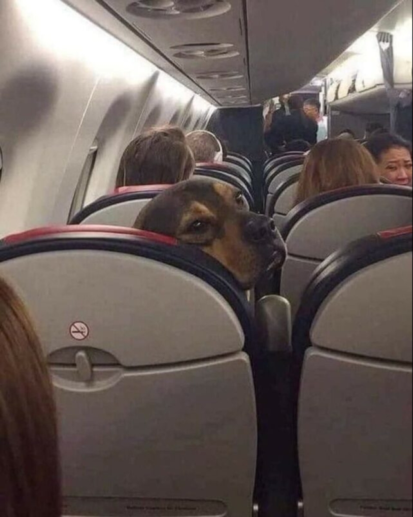 22 strange and funny photos with dogs 22 strange and funny photos with dogs