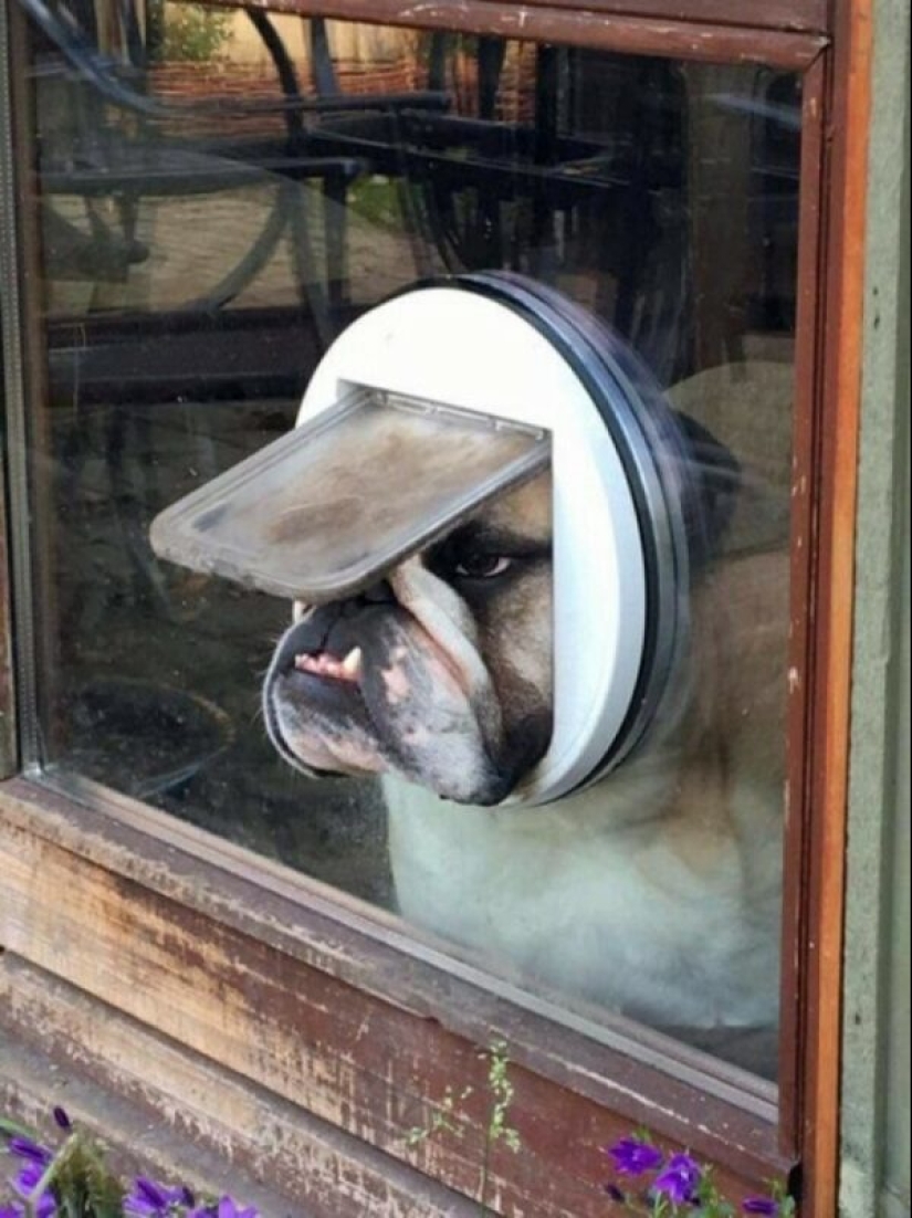 22 strange and funny photos with dogs 22 strange and funny photos with dogs