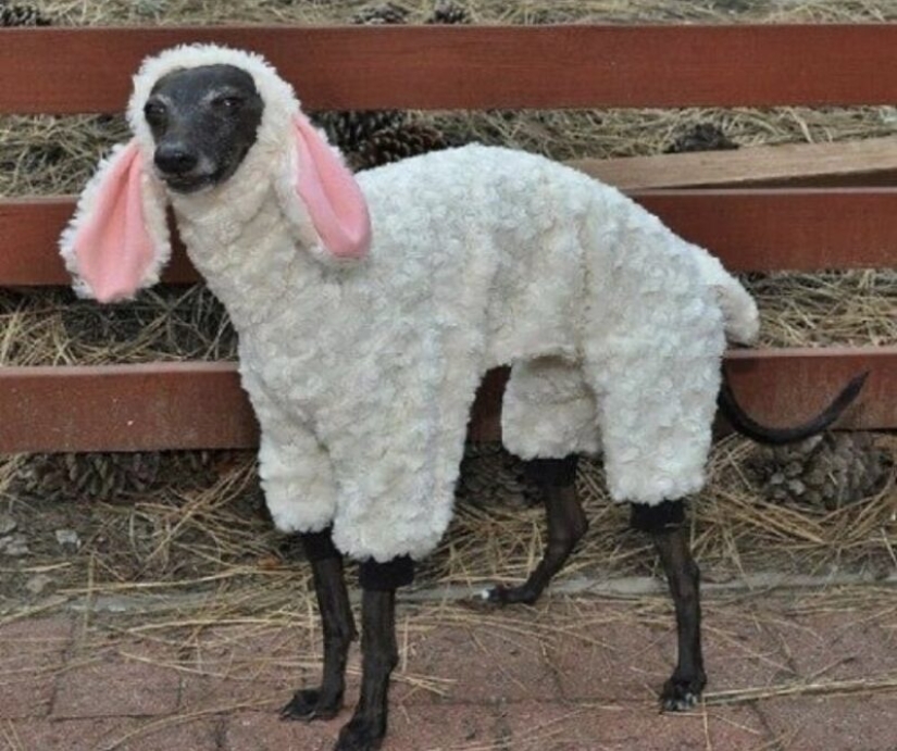 22 strange and funny photos with dogs 22 strange and funny photos with dogs