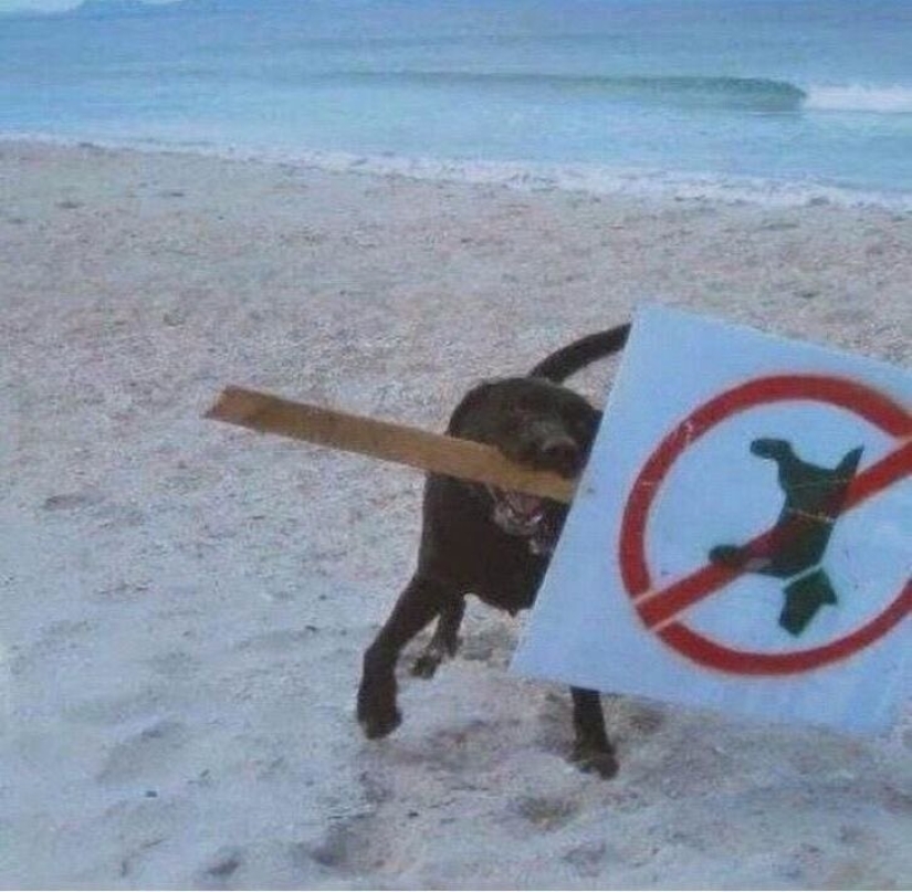 22 strange and funny photos with dogs 22 strange and funny photos with dogs