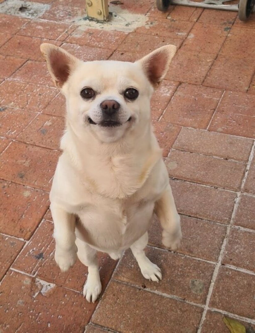 22 strange and funny photos with dogs 22 strange and funny photos with dogs