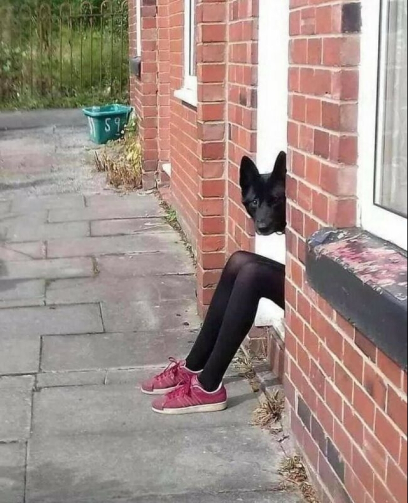 22 strange and funny photos with dogs 22 strange and funny photos with dogs
