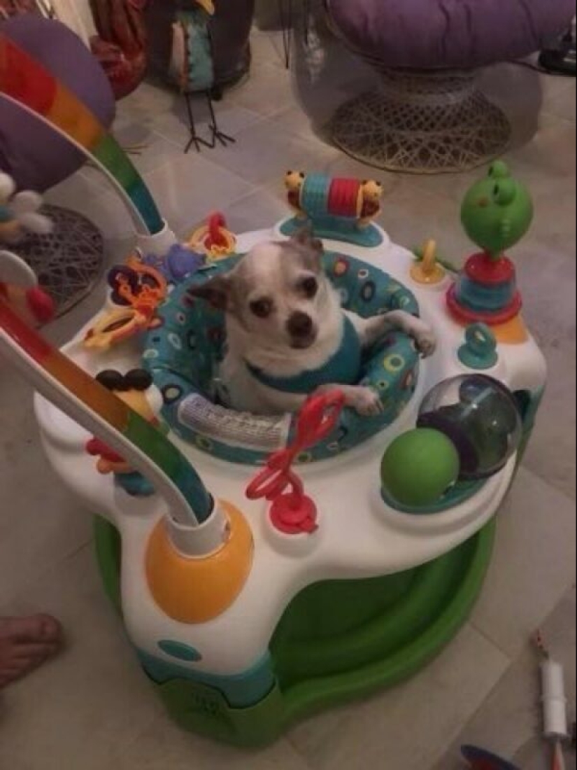 22 strange and funny photos with dogs 22 strange and funny photos with dogs