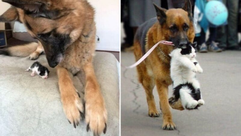 22 strange and funny photos with dogs 22 strange and funny photos with dogs
