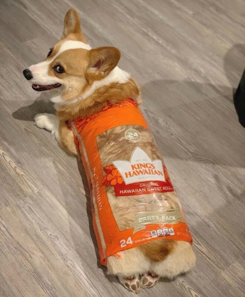 22 strange and funny photos with dogs 22 strange and funny photos with dogs