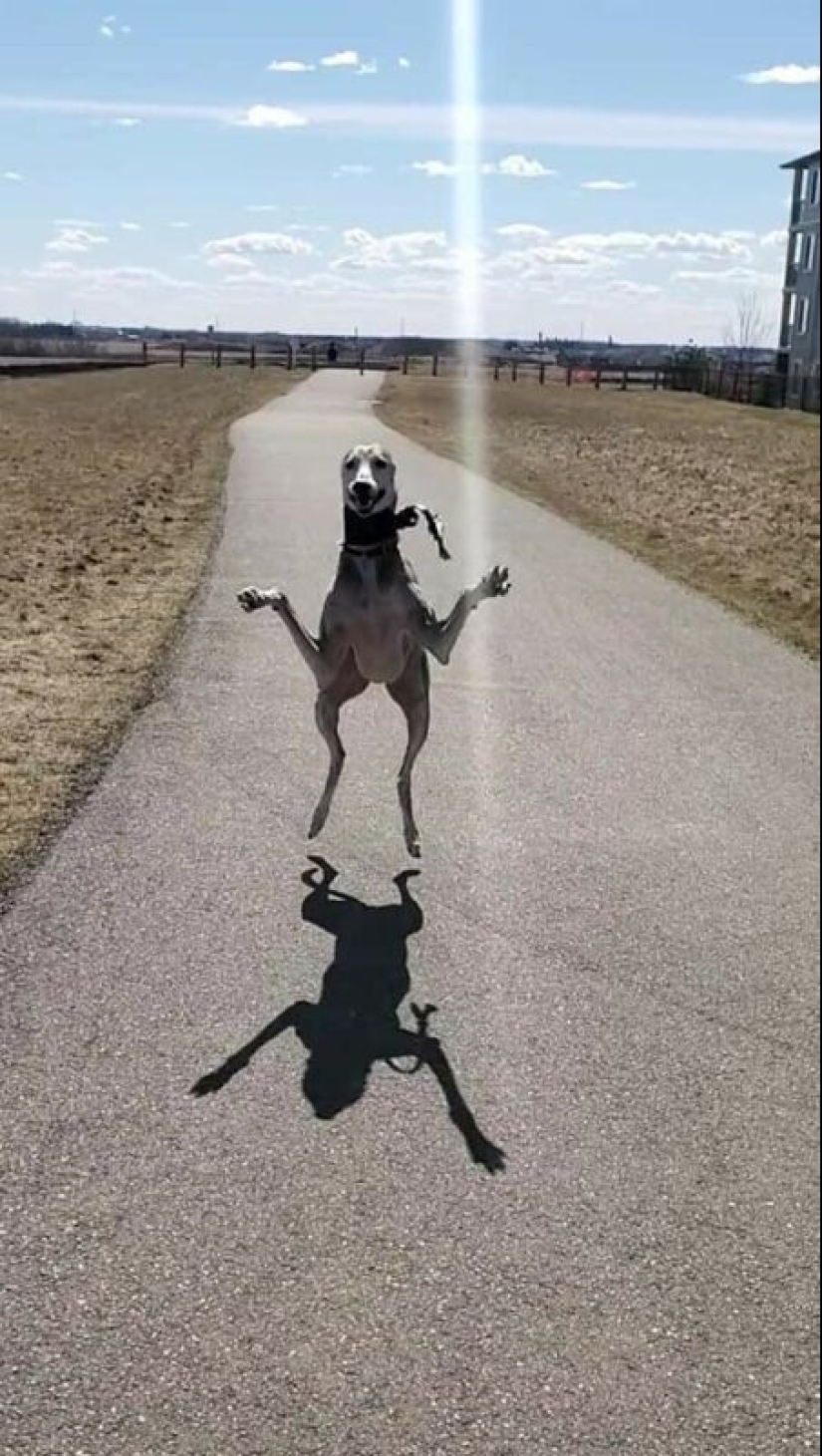 22 strange and funny photos with dogs 22 strange and funny photos with dogs