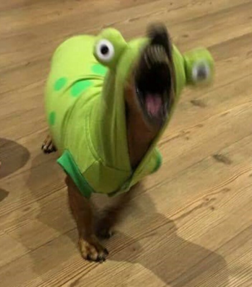 22 strange and funny photos with dogs 22 strange and funny photos with dogs