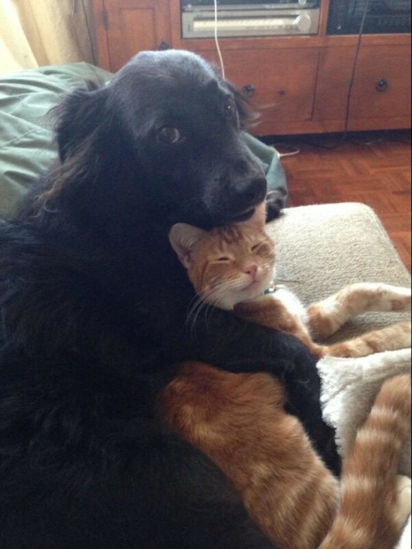 22 strange and funny photos with dogs 22 strange and funny photos with dogs