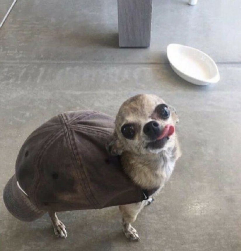 22 strange and funny photos with dogs 22 strange and funny photos with dogs