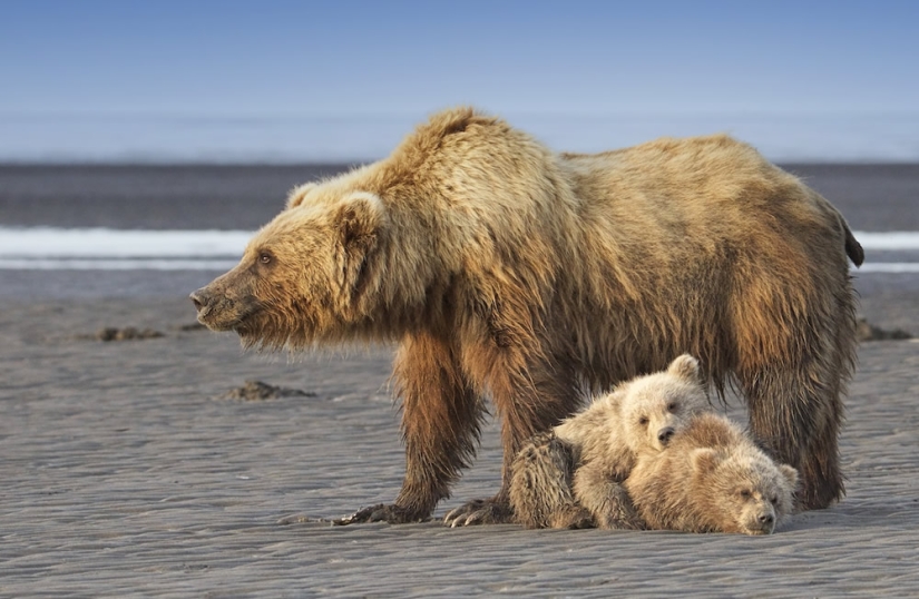 22 Striking Wildlife Photos That Will Leave You in Awe of Nature 22 Striking Wildlife Photos That Will Leave You in Awe of Nature