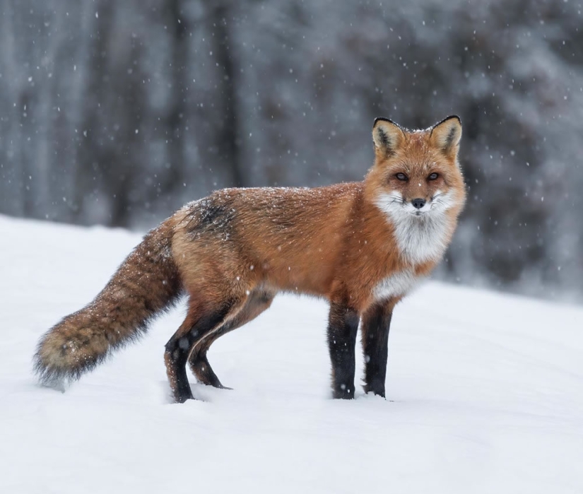 22 Striking Wildlife Photos That Will Leave You in Awe of Nature 22 Striking Wildlife Photos That Will Leave You in Awe of Nature