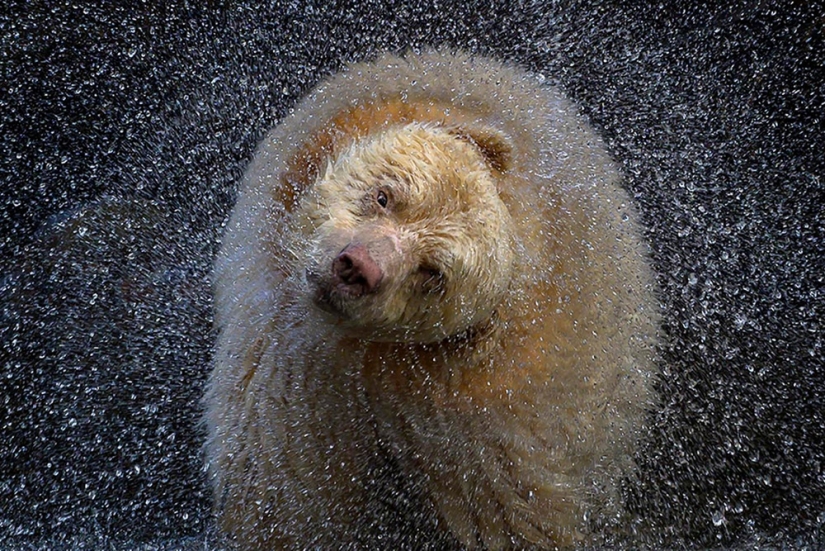 22 Striking Wildlife Photos That Will Leave You in Awe of Nature 22 Striking Wildlife Photos That Will Leave You in Awe of Nature