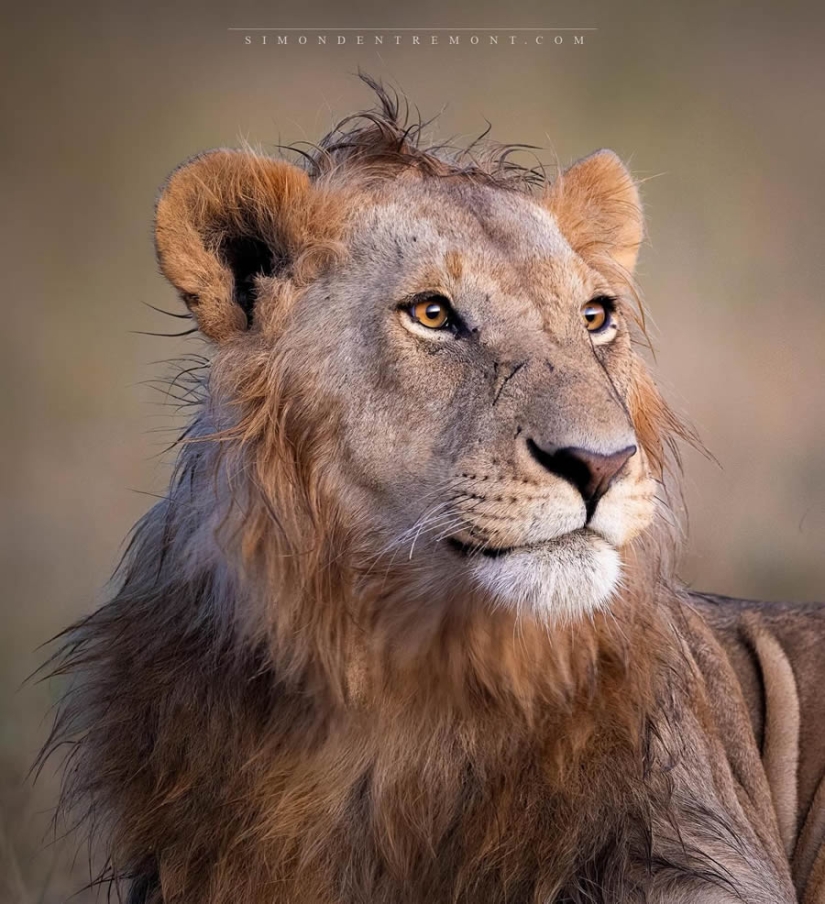 22 Striking Wildlife Photos That Will Leave You in Awe of Nature 22 Striking Wildlife Photos That Will Leave You in Awe of Nature