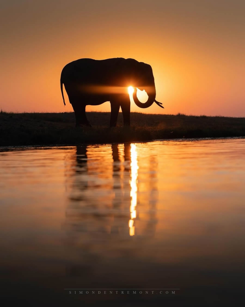 22 Striking Wildlife Photos That Will Leave You in Awe of Nature 22 Striking Wildlife Photos That Will Leave You in Awe of Nature
