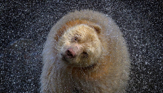 22 Striking Wildlife Photos That Will Leave You in Awe of Nature 22 Striking Wildlife Photos That Will Leave You in Awe of Nature