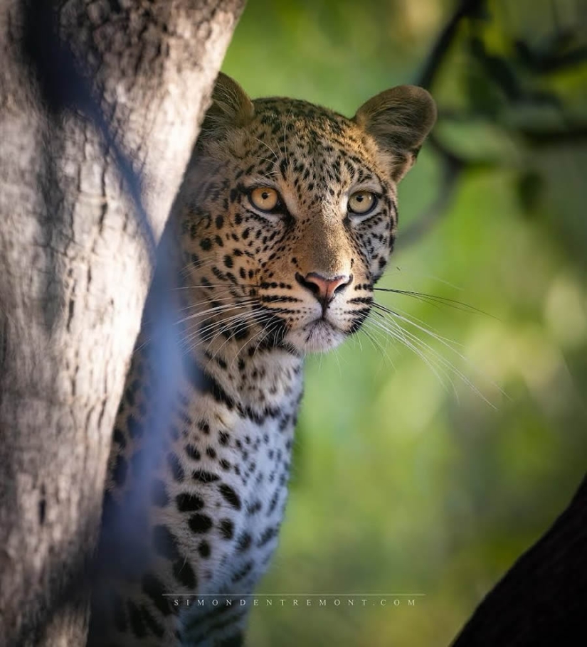 22 Striking Wildlife Photos That Will Leave You in Awe of Nature 22 Striking Wildlife Photos That Will Leave You in Awe of Nature