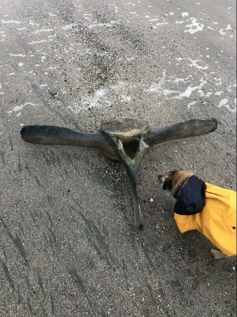 22 unexpected discoveries shared by netizens