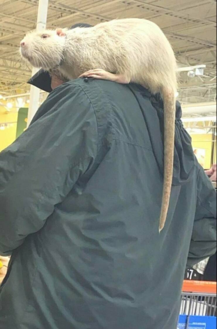 22 weirdos from Walmart in their Natural Habitat