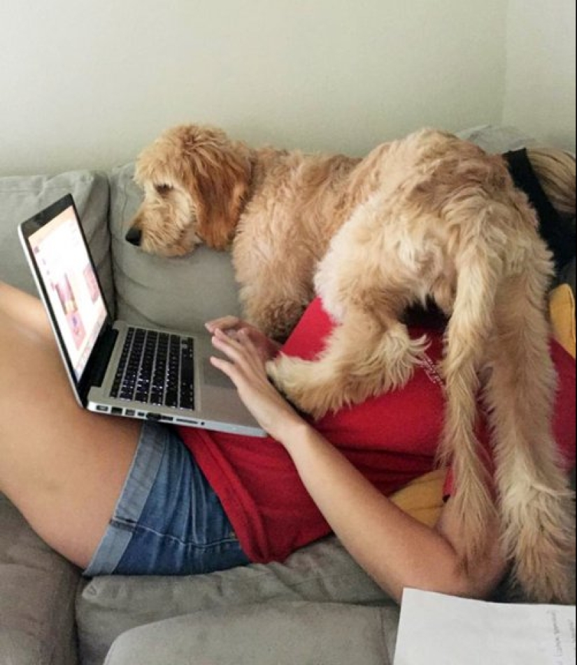 23 fotos de mascotas que literalmente se sentaron en la cabeza de los propietarios 23 fotos de mascotas que literalmente se sentaron en la cabeza de los propietarios