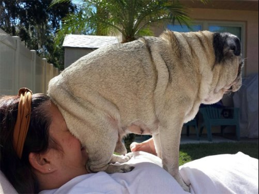 23 fotos de mascotas que literalmente se sentaron en la cabeza de los propietarios 23 fotos de mascotas que literalmente se sentaron en la cabeza de los propietarios