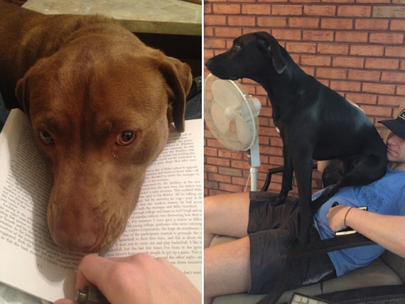 23 fotos de mascotas que literalmente se sentaron en la cabeza de los propietarios 23 fotos de mascotas que literalmente se sentaron en la cabeza de los propietarios