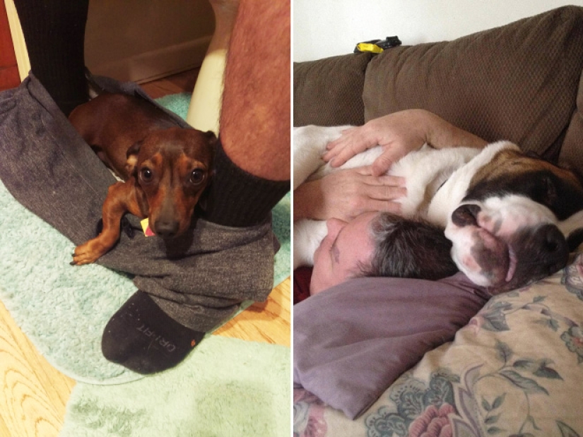 23 fotos de mascotas que literalmente se sentaron en la cabeza de los propietarios 23 fotos de mascotas que literalmente se sentaron en la cabeza de los propietarios