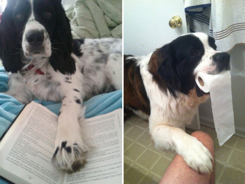 23 fotos de mascotas que literalmente se sentaron en la cabeza de los propietarios 23 fotos de mascotas que literalmente se sentaron en la cabeza de los propietarios