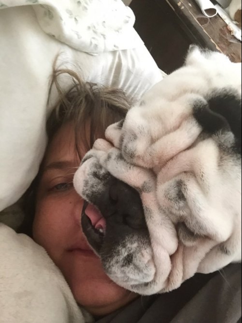 23 fotos de mascotas que literalmente se sentaron en la cabeza de los propietarios 23 fotos de mascotas que literalmente se sentaron en la cabeza de los propietarios