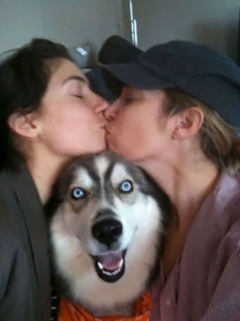 23 perros que son genios photobombing