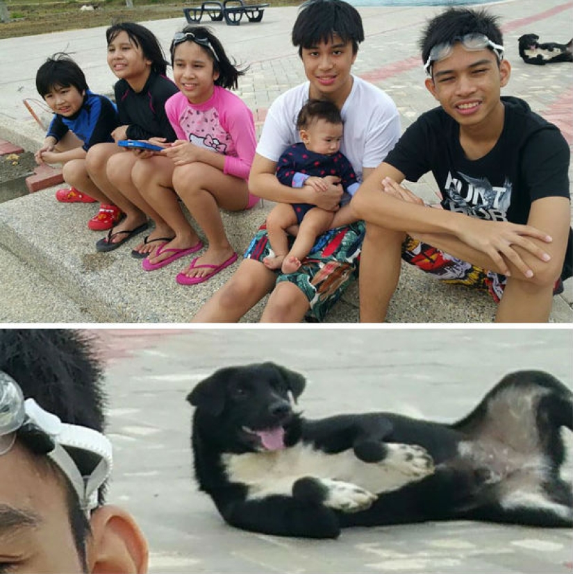 23 perros que son genios photobombing