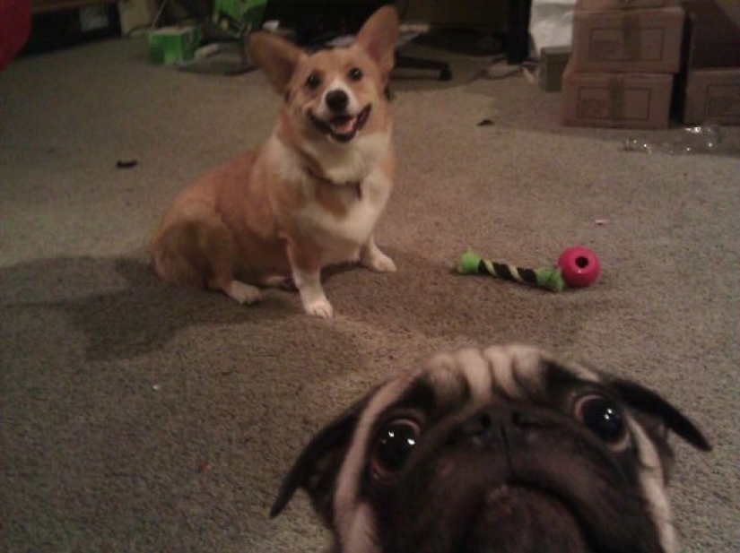 23 perros que son genios photobombing