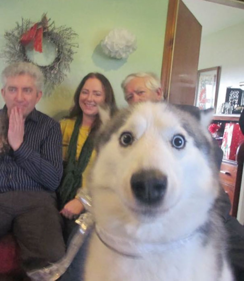 23 perros que son genios photobombing