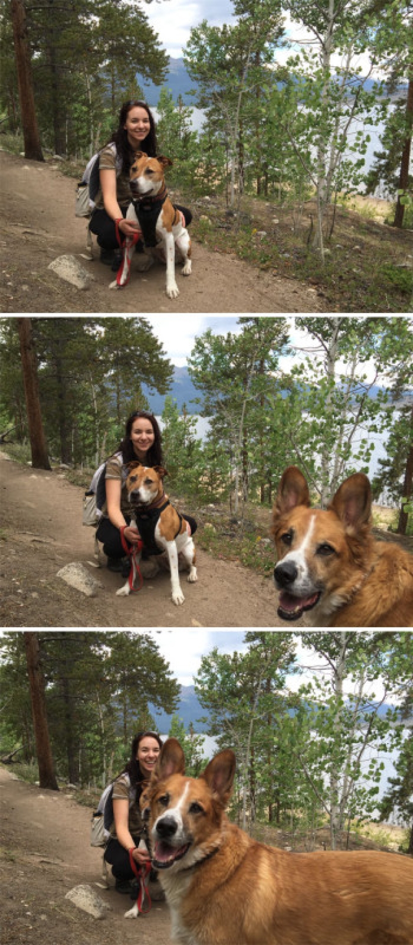 23 perros que son genios photobombing