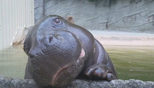 23 photos, after viewing which you will fall in love with hippos forever