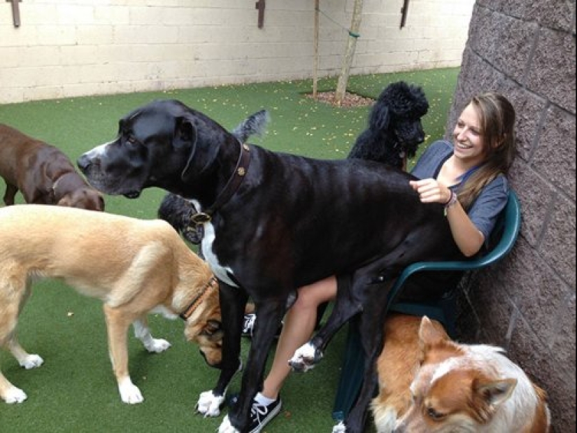 23 photos of pets that literally sat on the owners ' heads 23 photos of pets that literally sat on the owners ' heads
