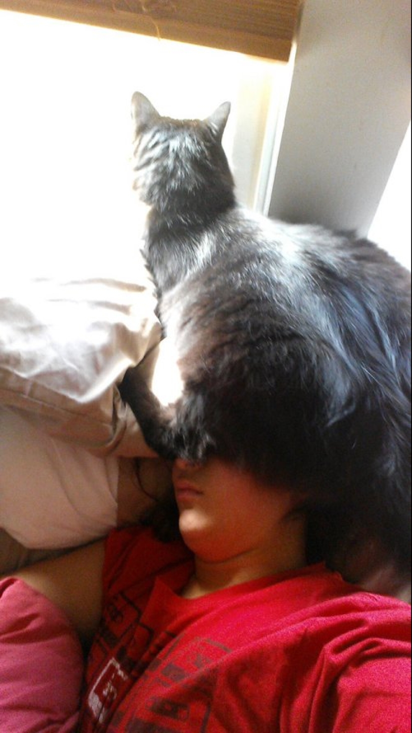 23 photos of pets that literally sat on the owners ' heads 23 photos of pets that literally sat on the owners ' heads