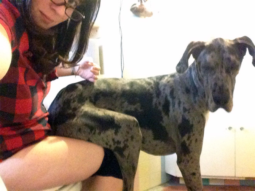 23 photos of pets that literally sat on the owners ' heads 23 photos of pets that literally sat on the owners ' heads