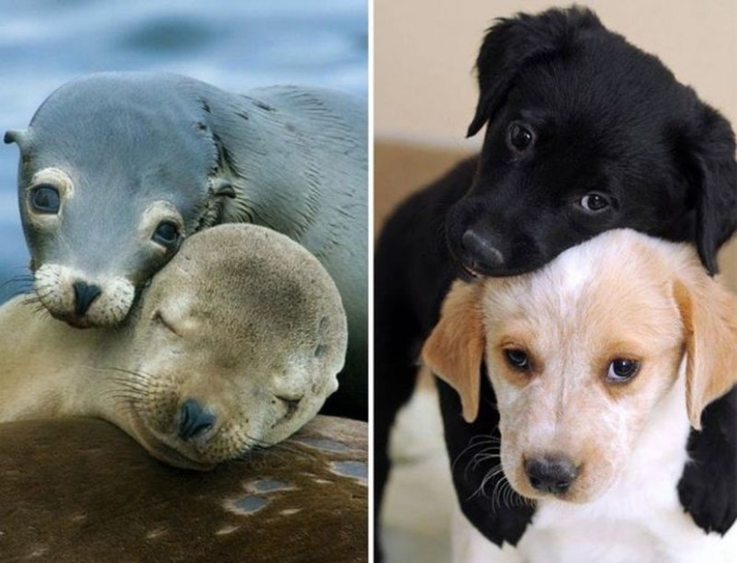25 adorable photos that will convince you that dogs and seals — relatives 25 adorable photos that will convince you that dogs and seals — relatives