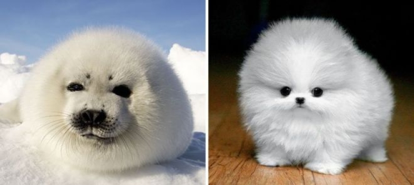 25 adorable photos that will convince you that dogs and seals — relatives 25 adorable photos that will convince you that dogs and seals — relatives