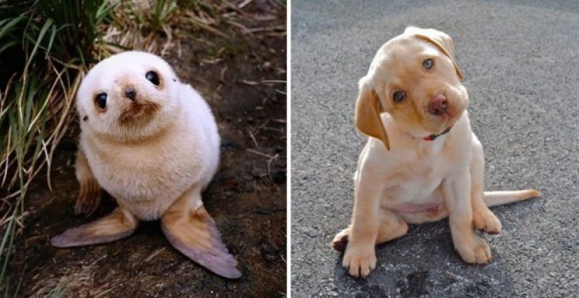 25 adorable photos that will convince you that dogs and seals — relatives 25 adorable photos that will convince you that dogs and seals — relatives