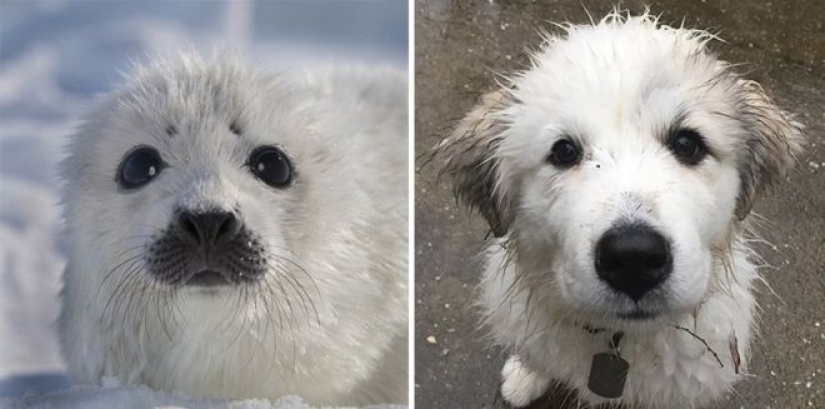 25 adorable photos that will convince you that dogs and seals — relatives 25 adorable photos that will convince you that dogs and seals — relatives
